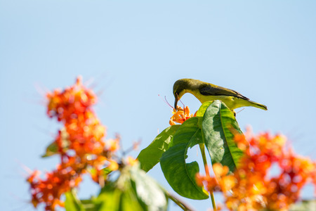 A small olive bird sits on a branch and eats a flower nectarの写真素材