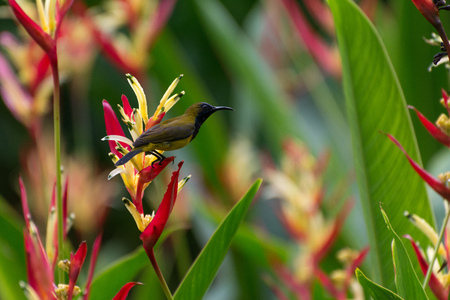 A small olive bird sits on a branch and looks into the distanceの写真素材
