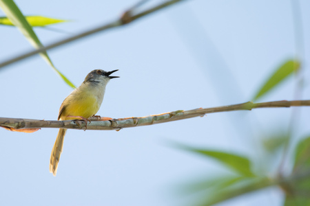 Olive green Tanager sits on a branch with an open beakの写真素材