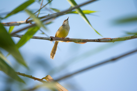 Olive green Tanager sits on a branch. Little yellow birdの写真素材