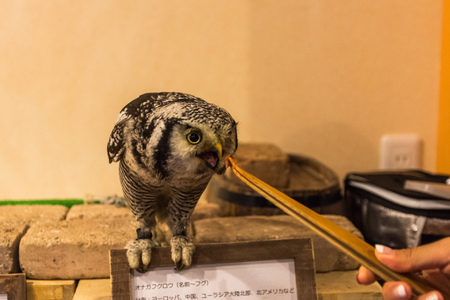 Feed the owl. Owl eats from handの写真素材