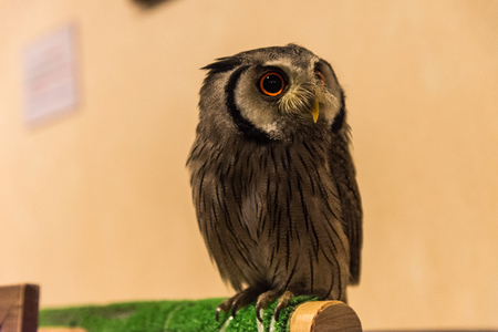 The owl's look to full growth. Owl sits and looks at the camera close-upの写真素材