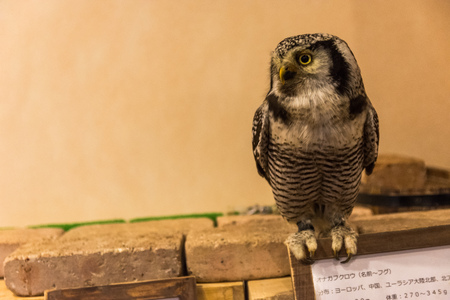 The owl's look to full growth. Owl sits and looks at the camera close-upの写真素材