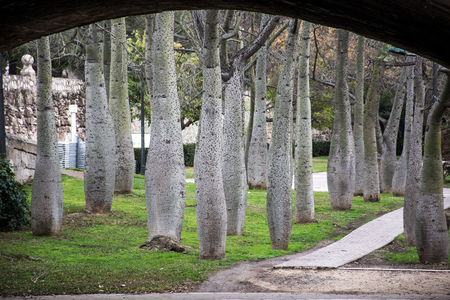 View from under a bridge over thick trees. View of the park with a ramp and bare trees, Valencia, Spainの写真素材