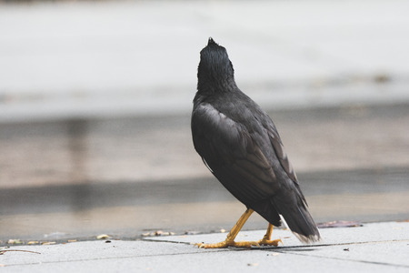 A black bird with a yellow beak and paws stands on the ground and looks upの写真素材