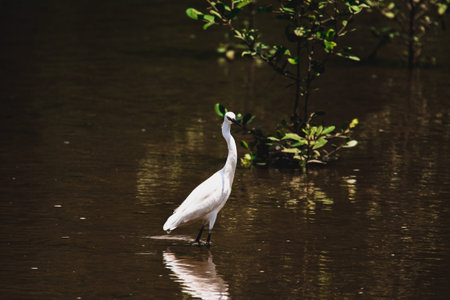 A beautiful stork stands in the water. A bird with long legs and a beak among nature.