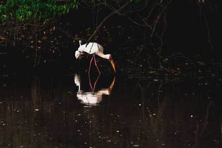 A beautiful stork stands in the water. A bird with long legs and a beak among nature.の写真素材
