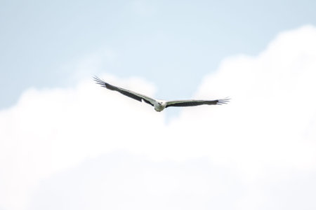 White-bellied Sea Eagle. White eagle soaring above the sky. Graceful bird flies in the sky with open...