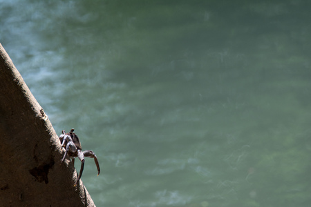 A crab sits on a tree against the background of the water. Crab peeks from behind a treeの写真素材