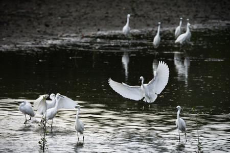 A flock of white herons stand in the water. White birds with long legs and a beak around the water and wild ryadyの写真素材
