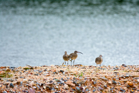 Flock curlew bird. A flock of birds with a long beak stands on a sandy beachの写真素材