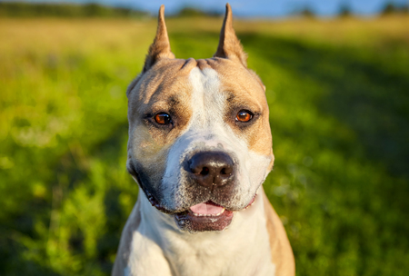 American Staffordshire Terrier in the wildの写真素材