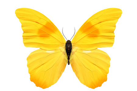 tropical butterfly with yellow wings isolated on white backgroundの写真素材