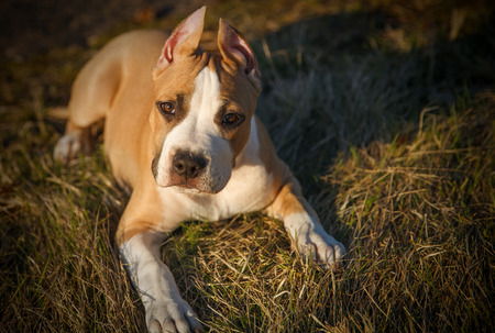 American Staffordshire Terrier puppy lying on the grassの写真素材