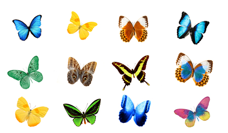 set of tropical multicolored butterflies isolated on whiteの写真素材