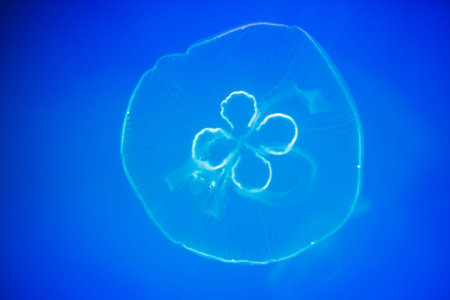 jellyfish under water