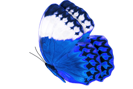 flying butterfly with blue wings isolated on white backgroundの写真素材
