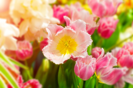 Large bud of a tulip with pink petals with a fringe on a background of bright tulipsの写真素材