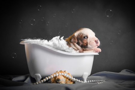 the puppy is bathing in the bathroomの写真素材