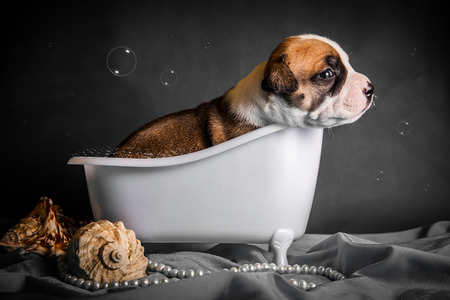 the puppy is bathing in the bathroomの写真素材