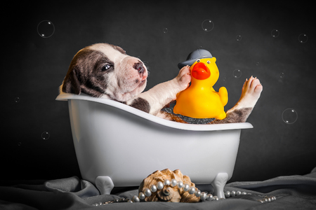 the puppy is bathing in the bathroomの写真素材
