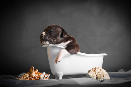 the puppy is bathing in the bathroomの写真素材