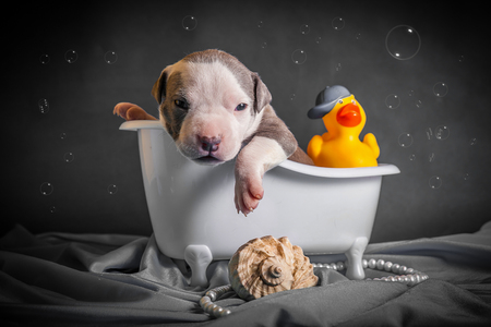 the puppy is bathing in the bathroomの写真素材