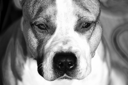 american pit bull terrier black and white photographyの写真素材