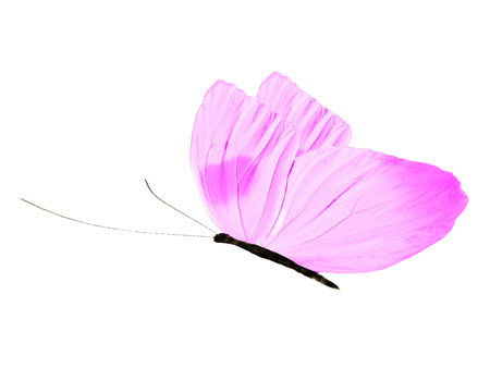 purple flying butterfly isolated on white backgroundの写真素材