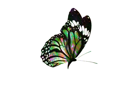 colorful butterfly isolated on white backgroundの写真素材