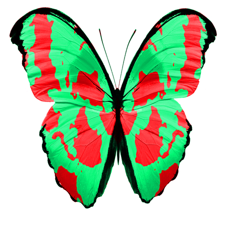 green butterfly. isolated on white backgroundの写真素材