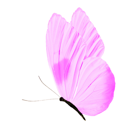 purple flying butterfly isolated on white backgroundの写真素材
