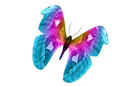 colorful butterfly isolated on white background. isolated on white background