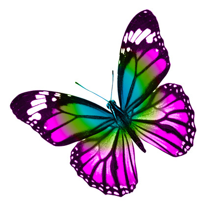 colorful butterfly isolated on white backgroundの写真素材
