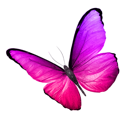 purple butterfly. isolated on white backgroundの写真素材