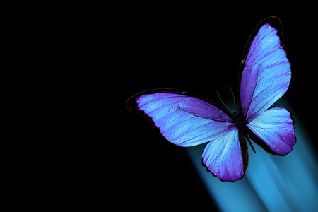 tropical blue butterfly in flight isolated on black backgroundの写真素材