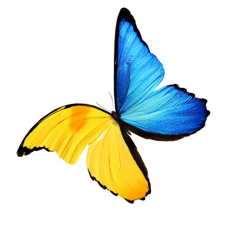 blue and yellow butterfly isolated on white backgroundの写真素材