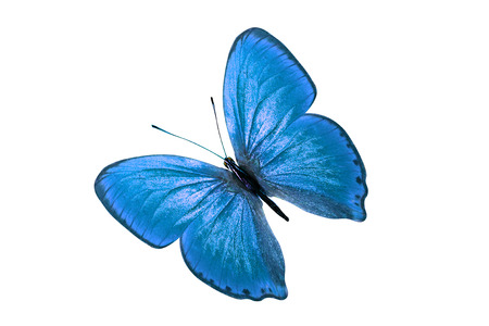 blue butterfly. isolated on white backgroundの写真素材