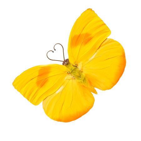 butterfly with heart shaped antennas. isolated on white backgroundの写真素材