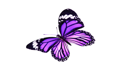 colorful butterfly isolated on white backgroundの写真素材