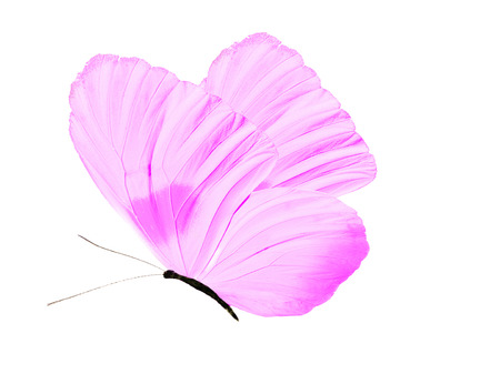 purple flying butterfly isolated on white backgroundの写真素材