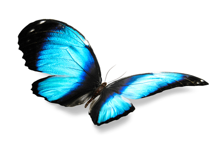 isolated on white background blue butterfly with shadowの写真素材