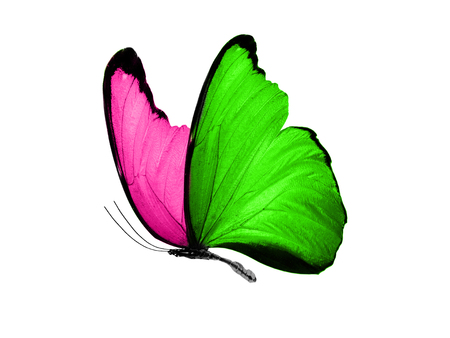 isolated on white background flying butterfly with pink and green wingsの写真素材