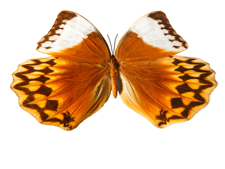 beautiful orange butterflyの写真素材