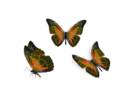 set of colored butterflies isolated on white backgroundの写真素材
