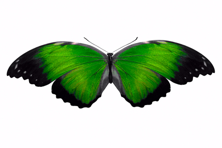green butterfly. isolated on white backgroundの写真素材