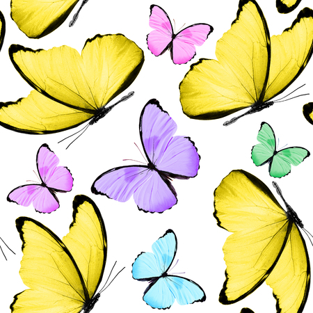 seamless pattern of colored butterflies isolated on white backgroundの写真素材