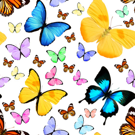 seamless pattern of colored butterflies isolated on white backgroundの写真素材