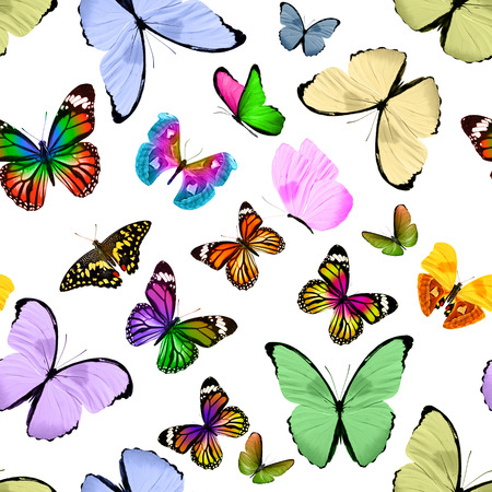 seamless pattern of colored butterflies isolated on white backgroundの写真素材