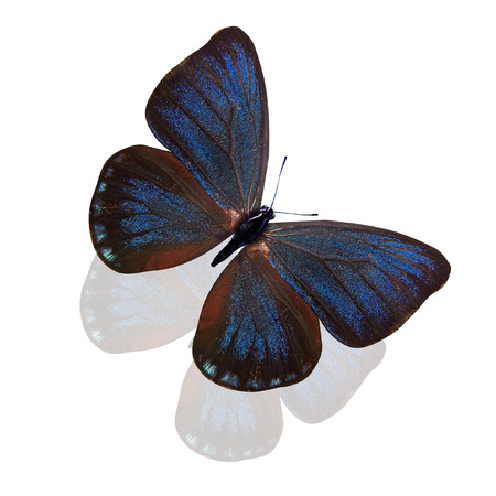 blue butterfly. breed of eumaeus. isolated on white backgroundの写真素材